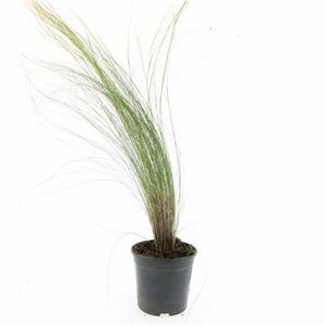 Stipa tenuissima 'Ponytails' P9 - afbeelding 3