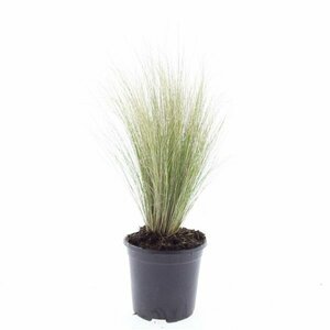 Stipa tenuissima 'Ponytails' P9 - afbeelding 16