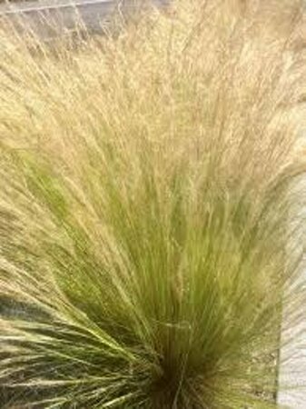 Stipa tenuissima 'Ponytails' P9 - afbeelding 8