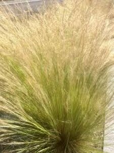 Stipa tenuissima 'Ponytails' P9 - afbeelding 8