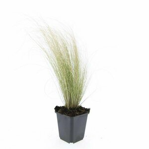 Stipa tenuissima 'Ponytails' P9 - afbeelding 13