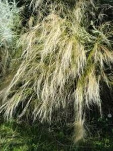 Stipa tenuissima 'Ponytails' P9 - afbeelding 7