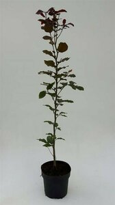 Fagus sylvatica 'Atropunicea' 60/80 C. - afbeelding 4