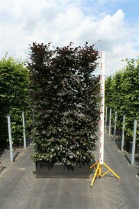 Fagus sylvatica 'Atropunicea' 60/80 C. - afbeelding 9