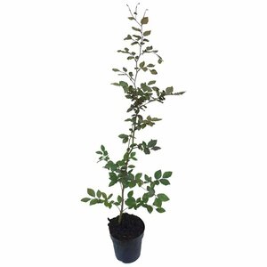 Fagus sylvatica 'Atropunicea' 60/80 C. - afbeelding 3