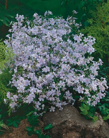 Phlox divaricata 'Clouds of Perfume' P9 - afbeelding 1