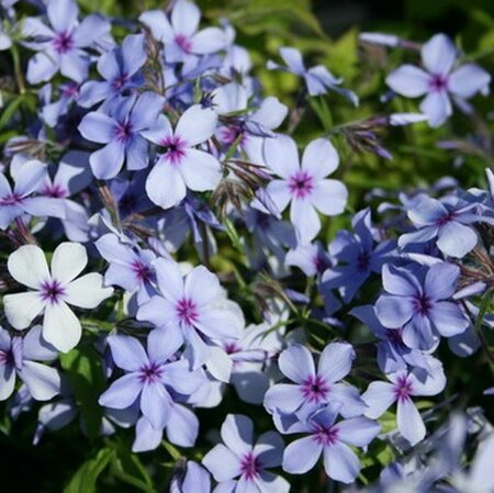 Phlox divaricata 'Clouds of Perfume' P9 - afbeelding 4