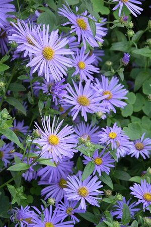 Aster frikartii 'Mönch' P9 - afbeelding 4