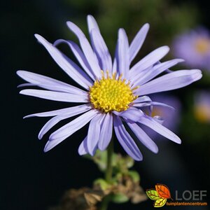 Aster frikartii 'Mönch' P9 - afbeelding 2