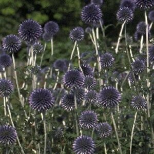 Echinops ritro P9