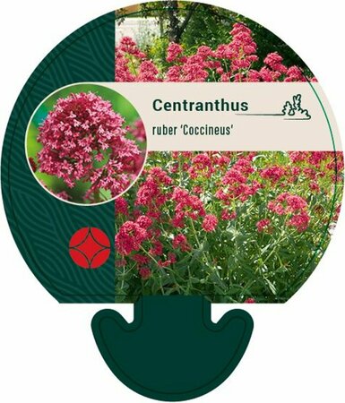 Centranthus ruber 'Coccineus' P9 - afbeelding 2