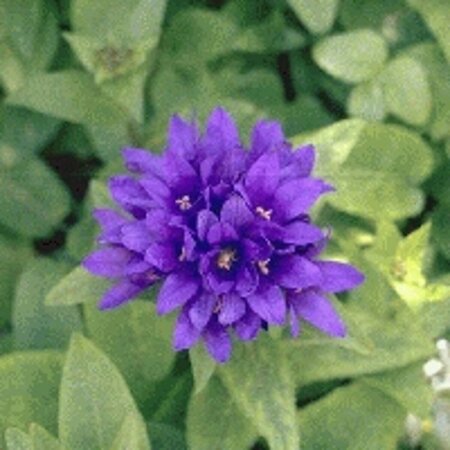 Campanula glomerata 'Superba' P9 - afbeelding 2