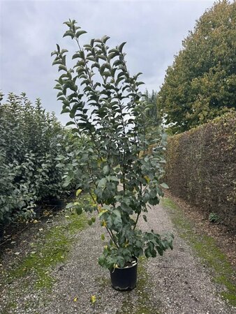 Malus 'Evereste' 10-12 C.  - afbeelding 3