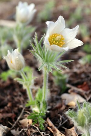 Pulsatilla vulgaris 'Alba' P9 - afbeelding 2
