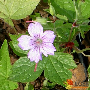 Geranium nodosum P9
