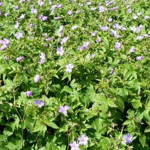 Geranium nodosum P9 - afbeelding 7