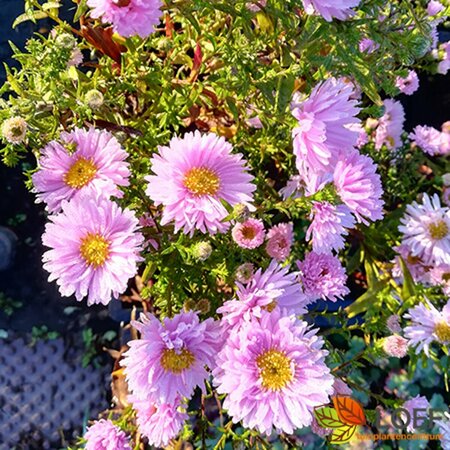 Aster novae-belgii 'Fellowship' P9 - afbeelding 1