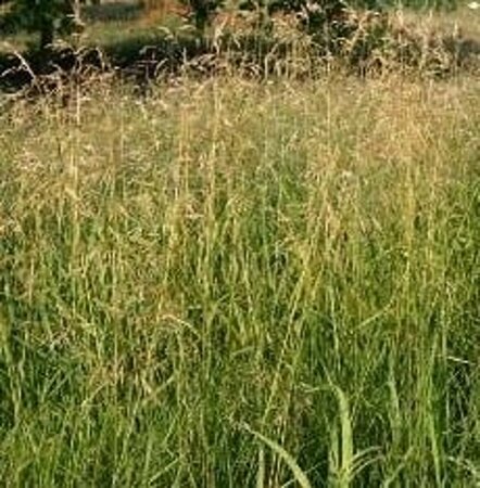 Deschampsia cespitosa 'Goldschleier' P9 - afbeelding 1