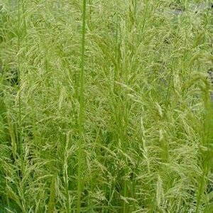 Deschampsia cespitosa 'Goldschleier' P9 - afbeelding 2