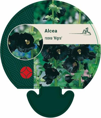 Alcea rosea 'Nigra' P9 - afbeelding 2