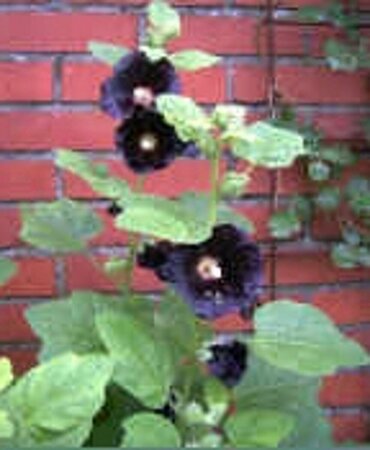 Alcea rosea 'Nigra' P9 - afbeelding 1