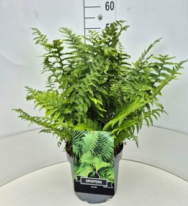 Dryopteris filix-mas C2 - afbeelding 7