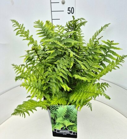 Dryopteris filix-mas C2 - afbeelding 8