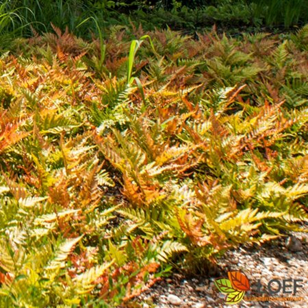 Dryopteris filix-mas C2 - afbeelding 1