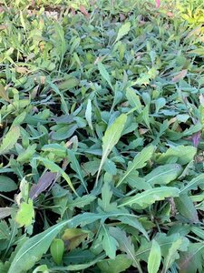 Gaillardia 'Kobold' P9 - afbeelding 5