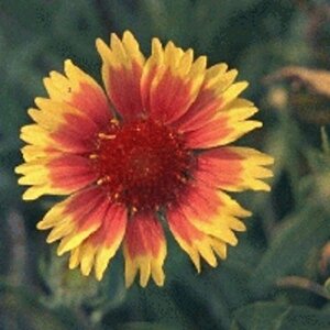 Gaillardia 'Kobold' P9 - afbeelding 3