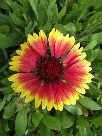 Gaillardia 'Kobold' P9 - afbeelding 4