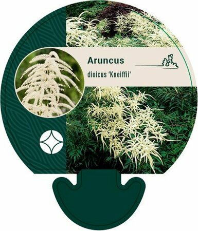 Aruncus dioicus 'Kneiffii' P9 - afbeelding 1