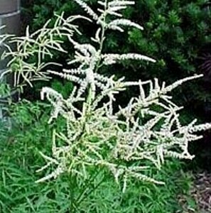 Aruncus dioicus 'Kneiffii' P9 - afbeelding 2