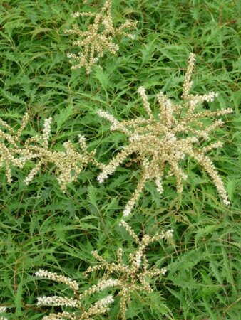Aruncus dioicus 'Kneiffii' P9 - afbeelding 3