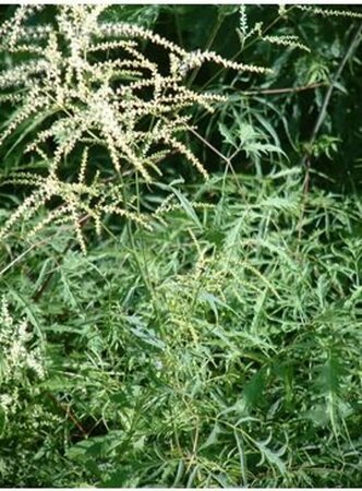 Aruncus dioicus 'Kneiffii' P9 - afbeelding 6