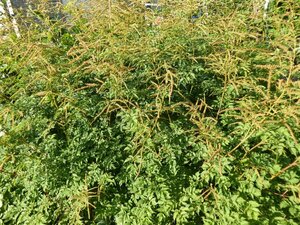 Aruncus dioicus 'Kneiffii' P9 - afbeelding 4