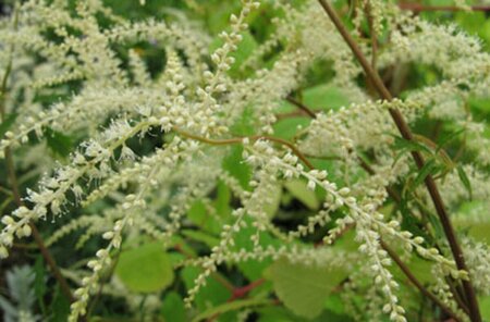 Aruncus dioicus 'Kneiffii' P9 - afbeelding 5