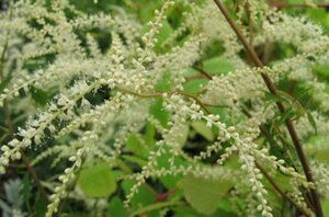 Aruncus dioicus 'Kneiffii' P9 - afbeelding 5
