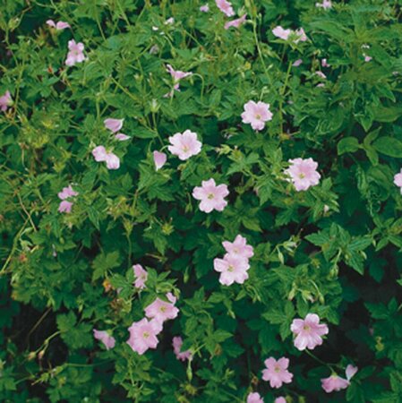Geranium endressii P9 - afbeelding 6