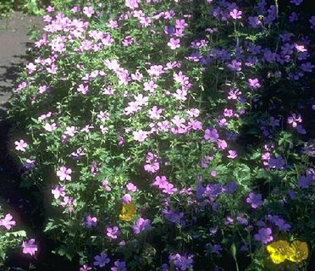 Geranium endressii P9 - afbeelding 4