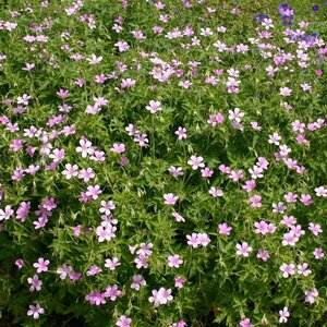 Geranium endressii P9 - afbeelding 9