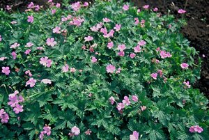 Geranium endressii P9 - afbeelding 5