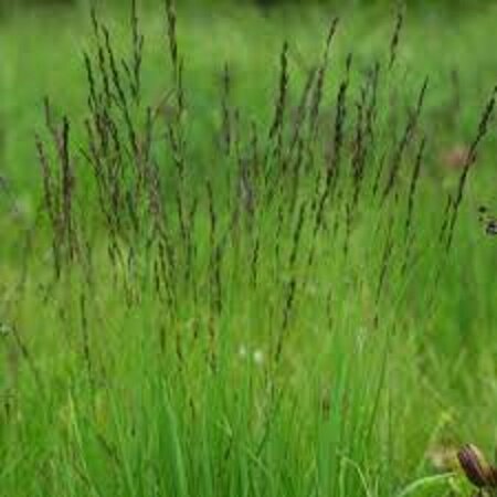 Molinia caerulea 'Moorhexe' P9 - afbeelding 1