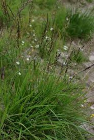 Molinia caerulea 'Moorhexe' P9 - afbeelding 2
