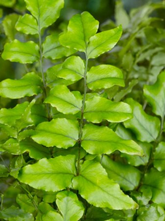 Cyrtomium fortunei C2 - afbeelding 4