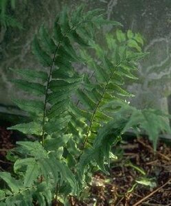 Cyrtomium fortunei C2