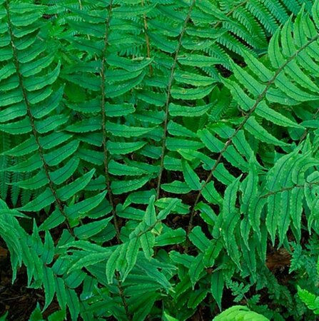 Cyrtomium fortunei C2 - afbeelding 5