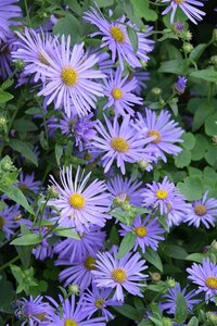 Aster frikartii 'Mönch' C2 - afbeelding 4