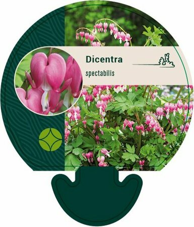 Dicentra spectabilis C2 - afbeelding 10