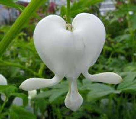 Dicentra spectabilis 'Alba' P9 - afbeelding 2